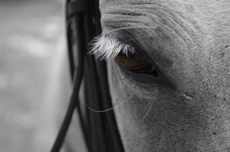 How to feed horses with skin allergies Hygain Horse Feeds Mitavite AU