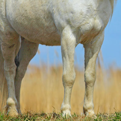 Horse joints and arthritis