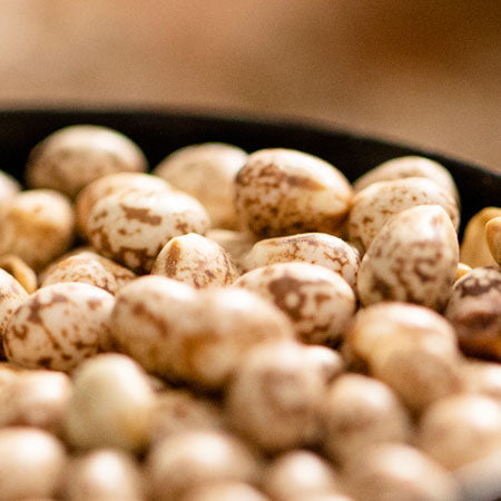 Do you know why Sweet Lupins are a popular horse feed ingredient?