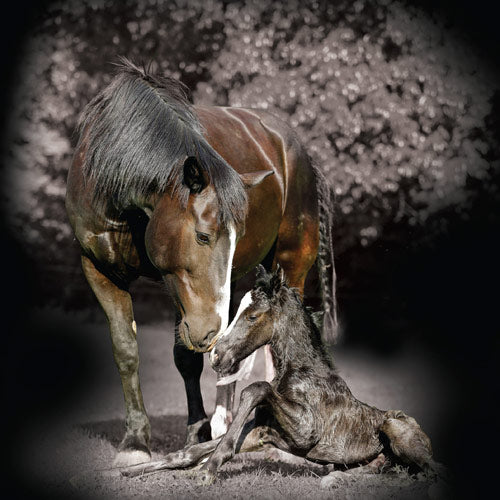 The importance of nutrition for mares & foals